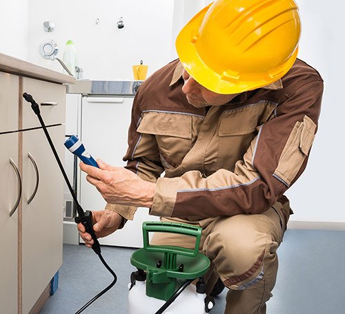 Fare İlaçlama Nasıl Yapılır?