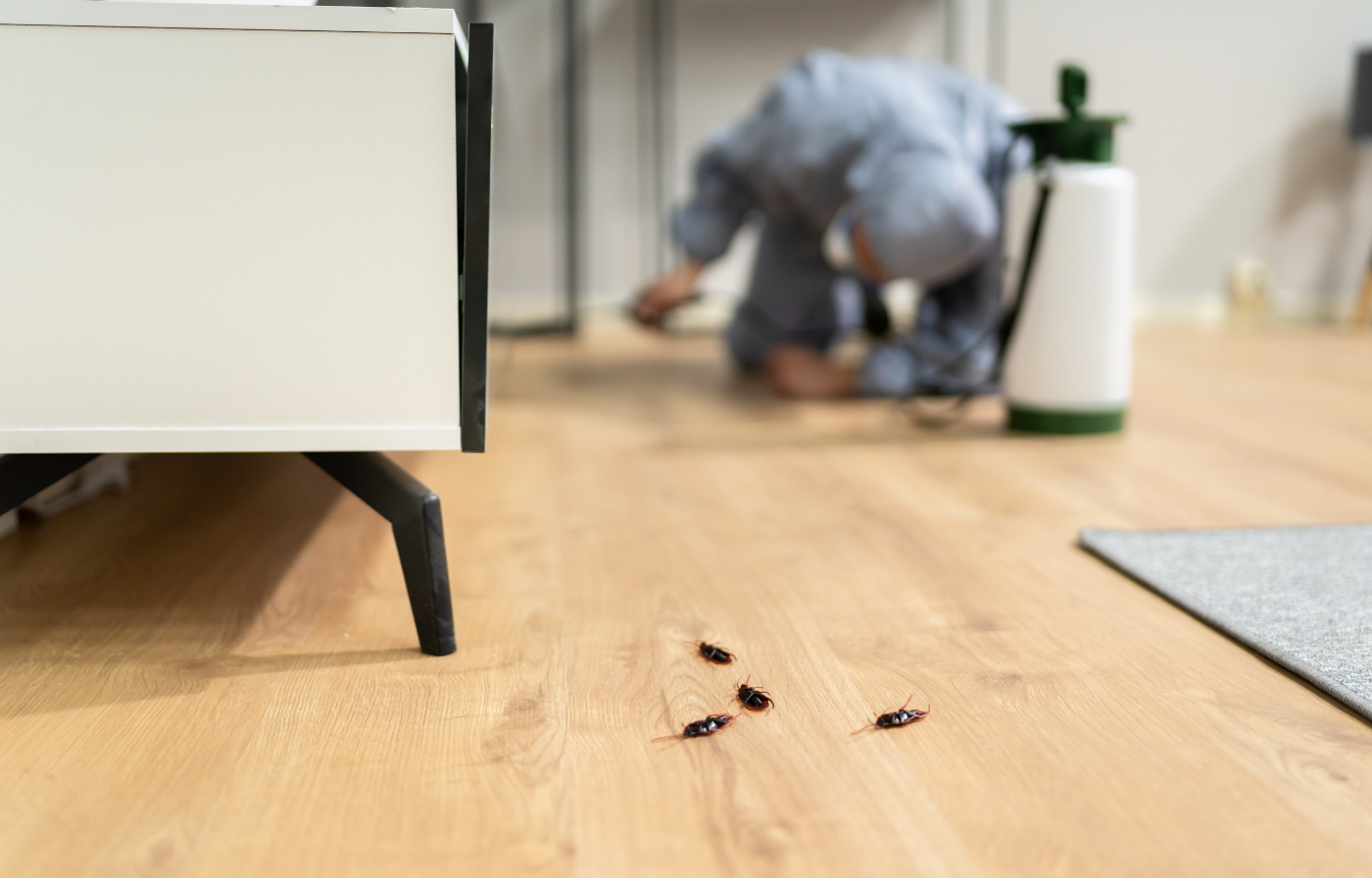 Hamam Böceği İlaçlama Ne Zaman Yapılmalı?