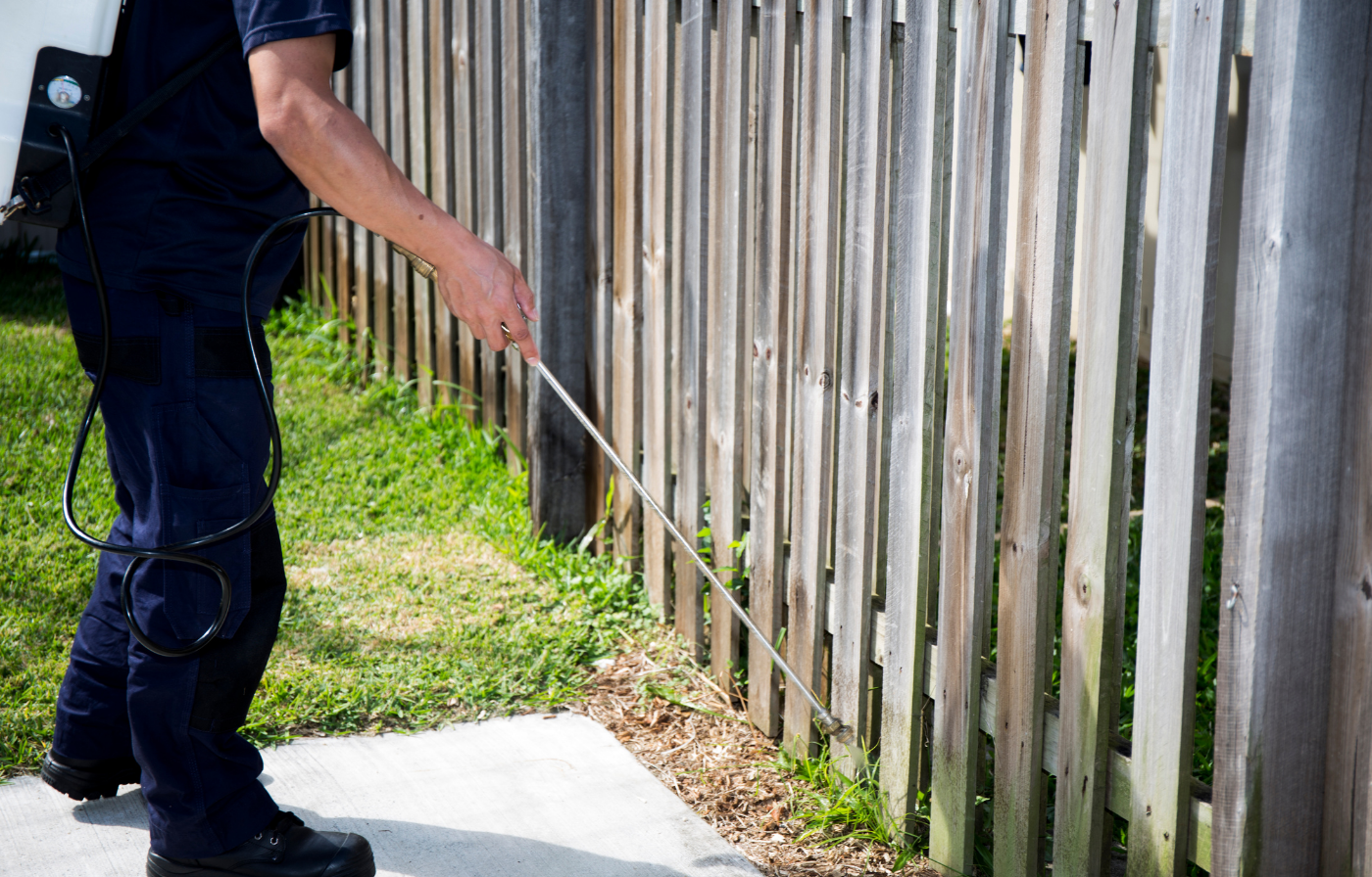 Lağım Faresi ve Sıçan İlaçlama Neden Profesyonel Yapılmalıdır?